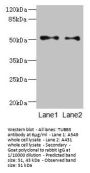 TUBB3 Antibody