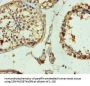 TUBB3 Antibody