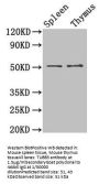TUBB3 Antibody
