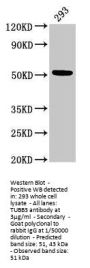 TUBB3 Antibody