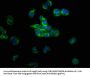 TUBB3 Antibody