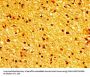 TUBB3 Antibody