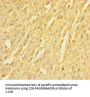 TMEM109 Antibody