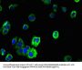 TMEM109 Antibody