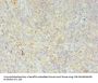 HLA-DRB4 Antibody