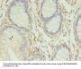 HLA-DRB4 Antibody