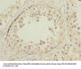 DNAJB1 Antibody