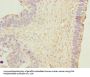 DNAJB1 Antibody