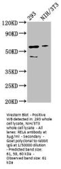 RELA Antibody