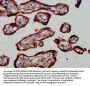RELA Antibody