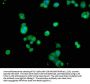 RELA Antibody