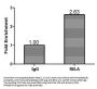 RELA Antibody