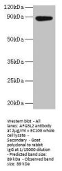 AFG3L2 Antibody