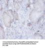 AFG3L2 Antibody