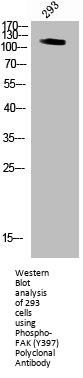 Phospho-PTK2 (Y397) Antibody
