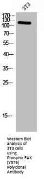 Phospho-PTK2 (Y576) Antibody
