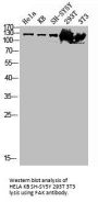 PTK2 Antibody