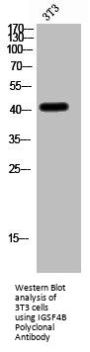 CADM3 Antibody