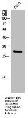 RAB6A Antibody