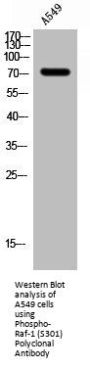 Phospho-RAF1 (S301) Antibody