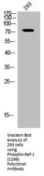 Phospho-RAF1 (S296) Antibody