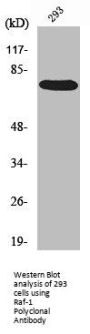 RAF1 Antibody