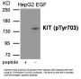 Phospho-KIT (Tyr703) Antibody
