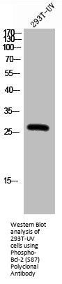 Phospho-BCL2 (S87) Antibody