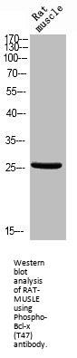 Phospho-BCL2L1 (T47) Antibody