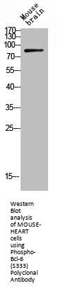 Phospho-BCL6 (S333) Antibody