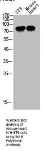 BCL6 Antibody