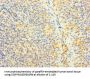 SNX22 Antibody