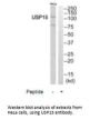 USP15 Antibody