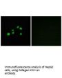 COL23A1 Antibody