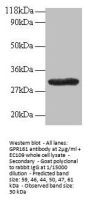 GPR161 Antibody