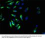 GPR161 Antibody