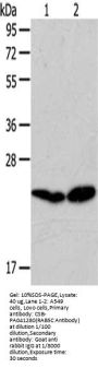 RAB5C Antibody
