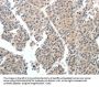 TEK Antibody