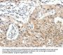 TEK Antibody