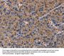 Rabbit anti-human NUP62 polyclonal antibody