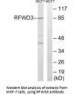 RFWD3 Antibody
