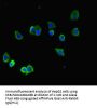TUBA1B Antibody