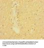SLC6A7 Antibody