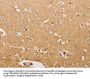S100A1 Antibody