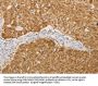 S100A1 Antibody