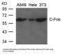 FOS Antibody