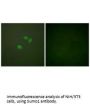 SUMO1 Antibody