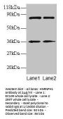 HNRNPH1 Antibody