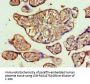 TALDO1 Antibody