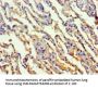 TALDO1 Antibody